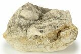 Eocene Fossil Snake Egg - Bouxwiller, France #318940-1